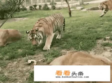 熊科，猫科，犬科谁是猛兽之王