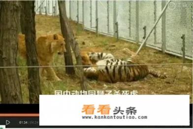 熊科，猫科，犬科谁是猛兽之王