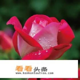 放弃真的可以让彼此幸福吗?(彼此相爱的) 放弃真的可以让彼此幸福吗?(彼此相爱的)