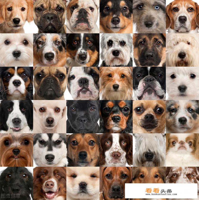 美国人对狗的态度 美国人对狗的态度