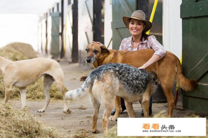 美国人对狗的态度 美国人对狗的态度