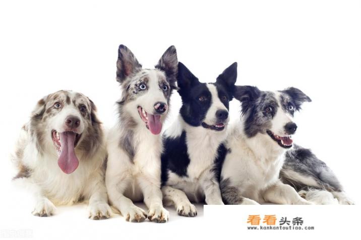 美国人对狗的态度 美国人对狗的态度