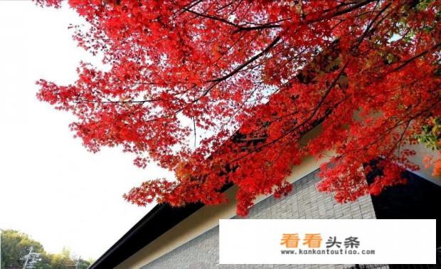 12月份去日本旅游好吗