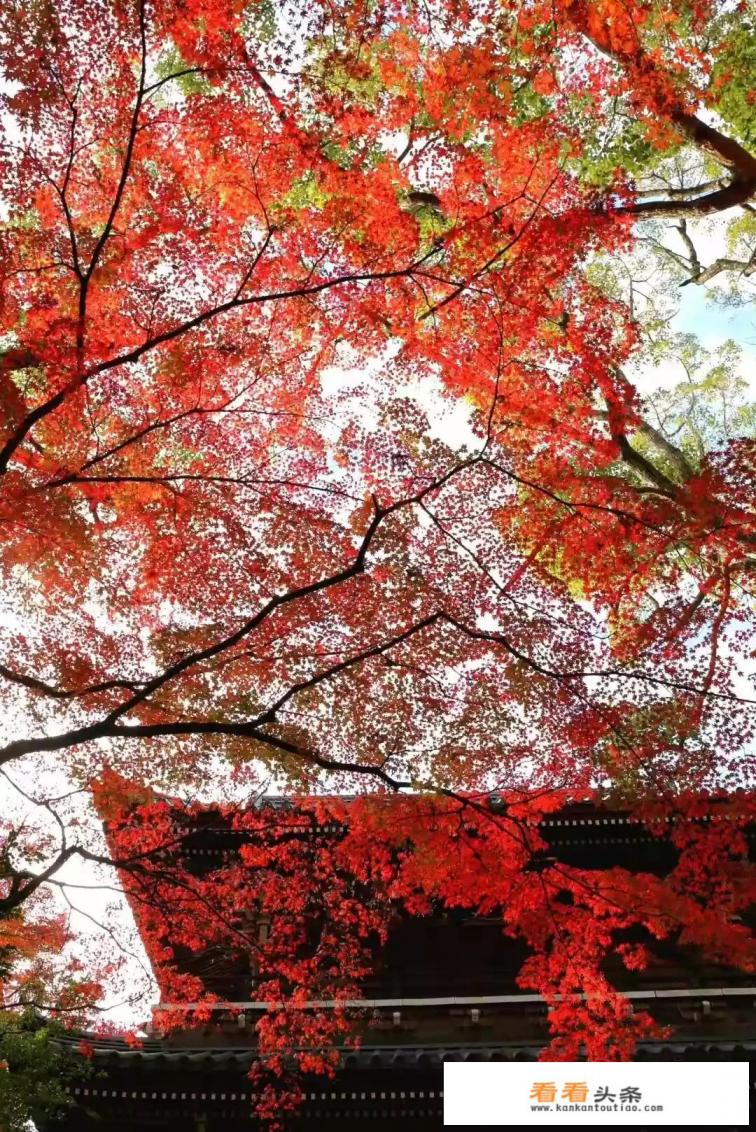 12月份去日本旅游好吗