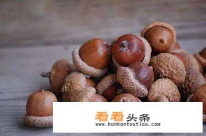 冰河世纪松鼠吃的什么坚果