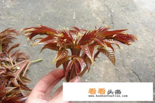 鲜货农产品销售,物流太贵,怎么办?一斤香椿,成本才20,顺丰快递费花了24 鲜货农产品销售,物流太贵,怎么办?一斤香椿,成本才20,顺丰快递费花了24