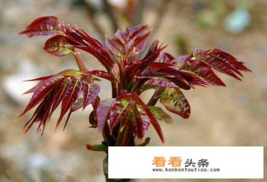 鲜货农产品销售,物流太贵,怎么办?一斤香椿,成本才20,顺丰快递费花了24 鲜货农产品销售,物流太贵,怎么办?一斤香椿,成本才20,顺丰快递费花了24