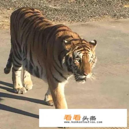 大众汽车的电池买新的要多少钱