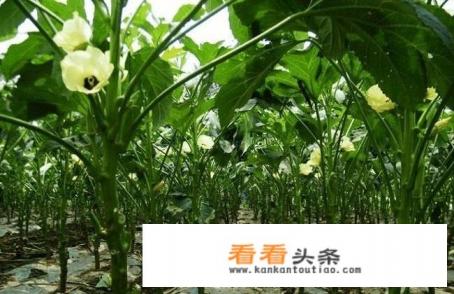 秋葵种植 *** 最佳时间 秋葵种植 *** 最佳时间