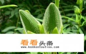 秋葵种植 *** 最佳时间 秋葵种植 *** 最佳时间