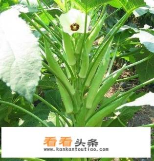 秋葵种植 *** 最佳时间 秋葵种植 *** 最佳时间