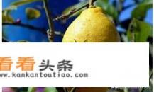 新鲜柠檬怎样保存时间长 新鲜柠檬怎样保存时间长