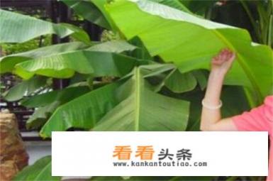 芭蕉叶的寓意是什么 芭蕉叶的寓意是什么