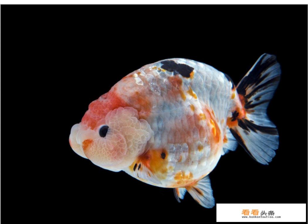 石斑鱼品种图鉴 石斑鱼品种图鉴