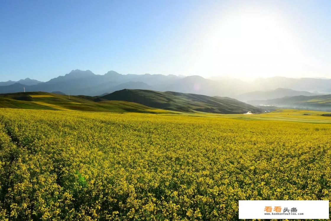 去油菜花田穿什么衣服 去油菜花田穿什么衣服