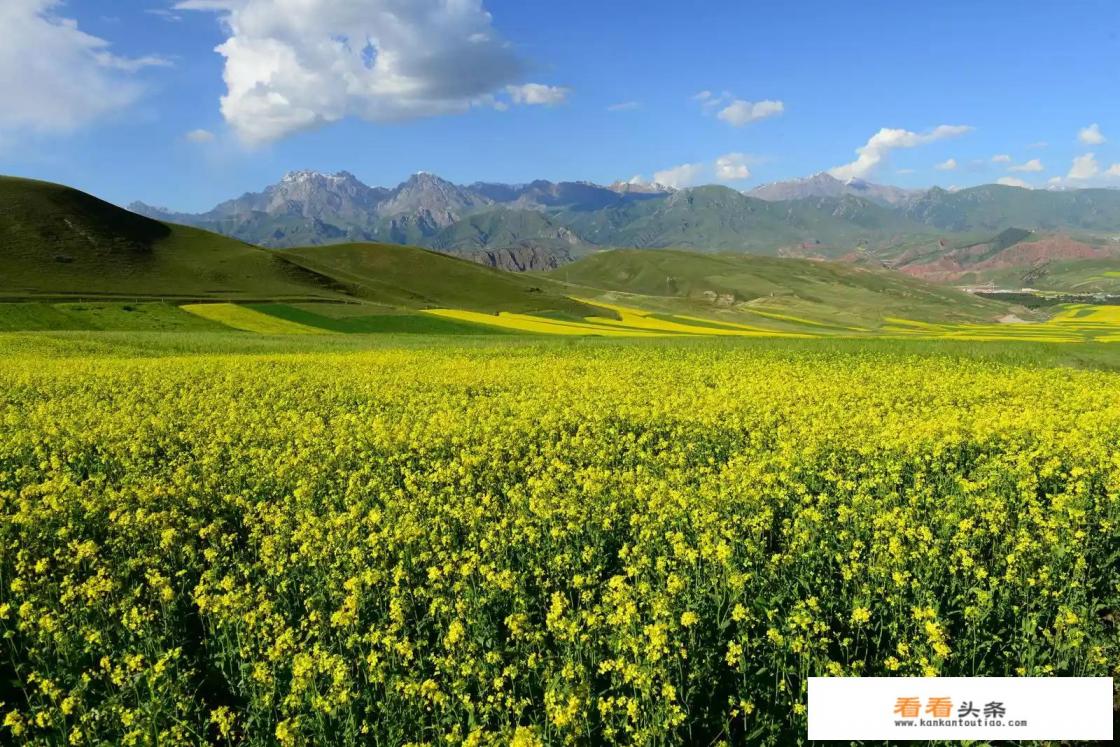 去油菜花田穿什么衣服 去油菜花田穿什么衣服