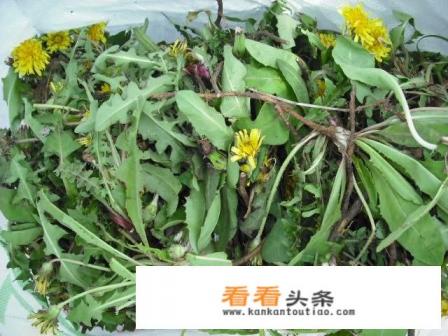 蒲公英是什么样子?有图片吗