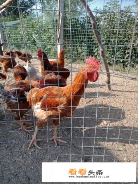 鸡蛋重回3元时代，这轮涨价能持续多久