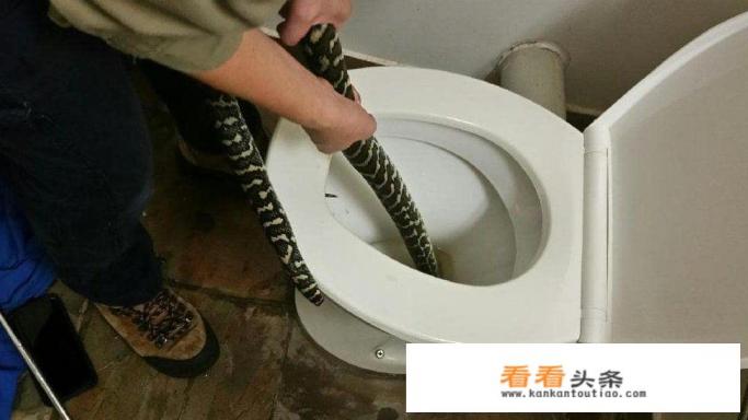 眼镜王蛇与王蛇，同样都对蛇毒免疫。谁更厉害