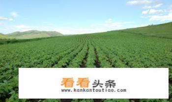 2019年大豆价格总行情如何？大豆价格还会上涨吗