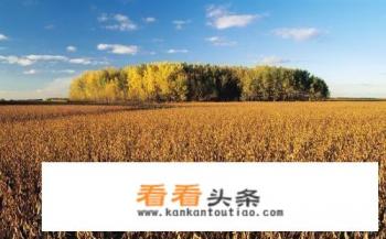 2019年大豆价格总行情如何？大豆价格还会上涨吗