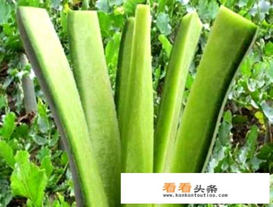 冬天吃啥水果最合适