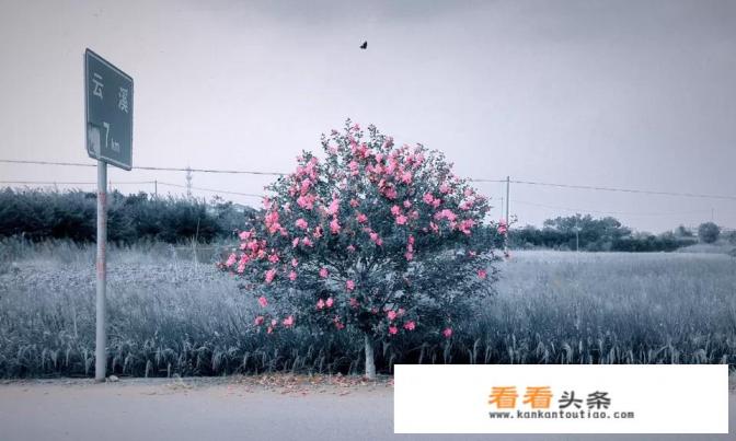 mix软件的优缺点