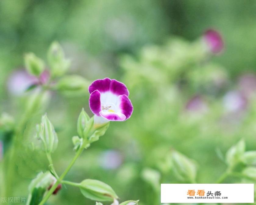 有可以用来做微商的好用软件吗 有可以用来做微商的好用软件吗