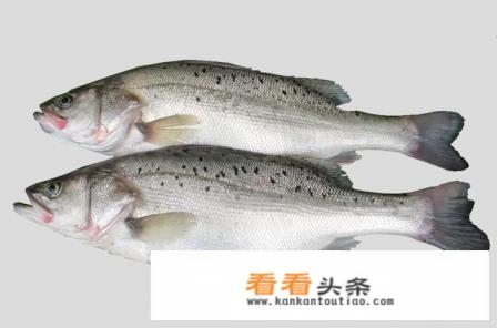 鲈鱼与桂鱼哪个好吃