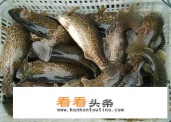 鲈鱼与桂鱼哪个好吃