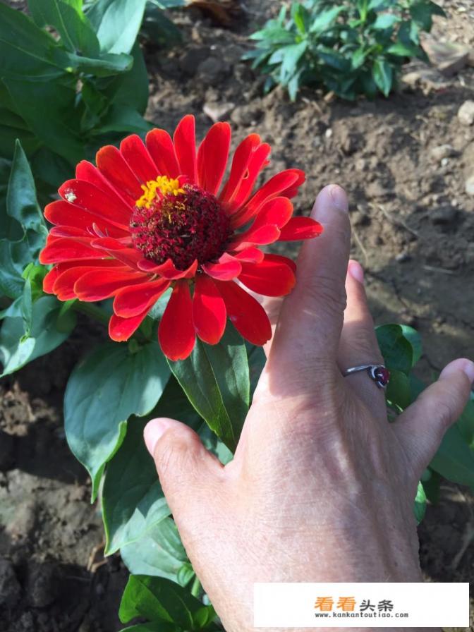 一个人七八十岁了，从来都没有打针吃药，极少生病。器官指标都很正常。这是什么原因