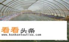 南美白对虾养殖技术 南美白对虾养殖技术