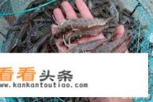 南美白对虾养殖技术 南美白对虾养殖技术