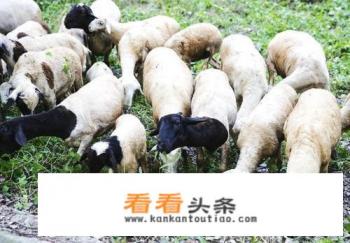 农村百姓可以在不影响村貌情况下在小巷圈养几只羊吗？违法吗