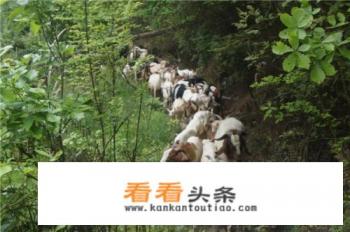 农村百姓可以在不影响村貌情况下在小巷圈养几只羊吗？违法吗