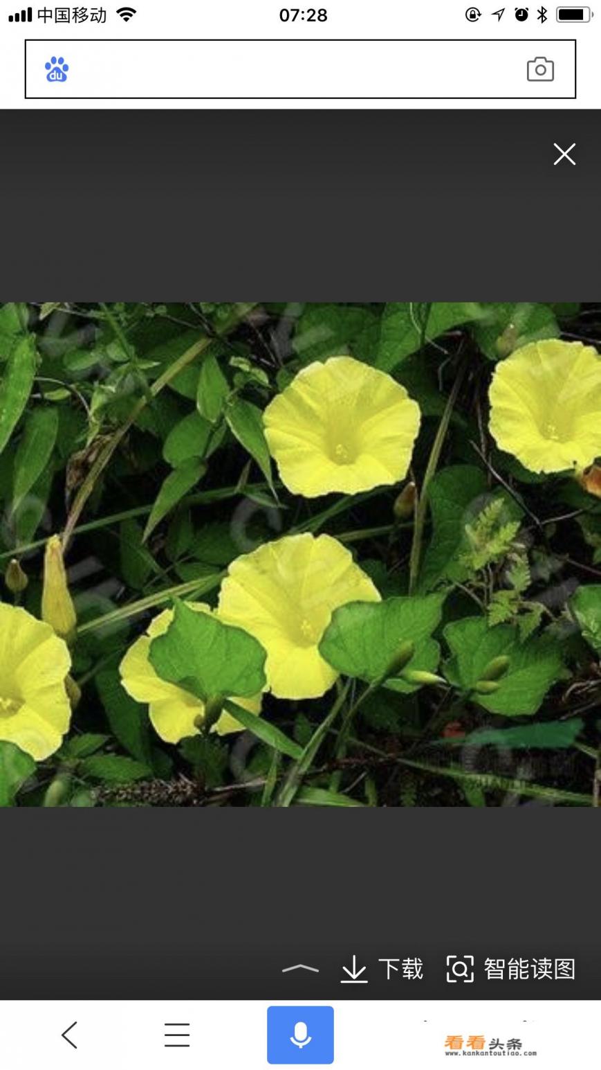 中药山土瓜还有什么别名 中药山土瓜还有什么别名