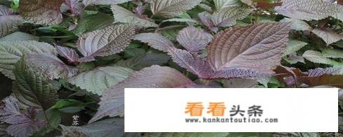 紫苏叶用不用焯水 紫苏叶用不用焯水