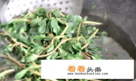 新鲜马齿苋包子的做法 新鲜马齿苋包子的做法