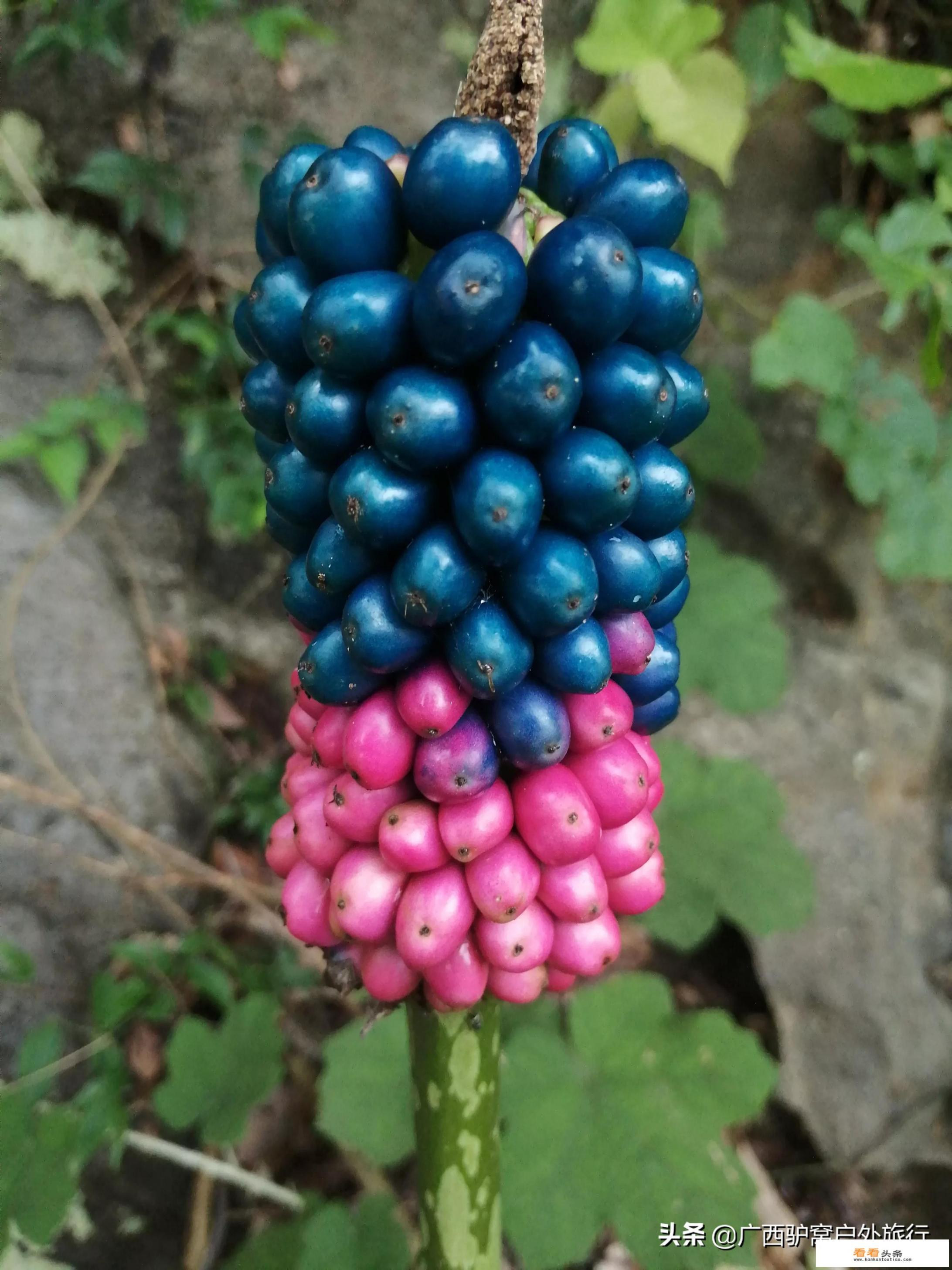 去桂林阳朔玩，不考虑跟团、不考虑时间，怎么玩最有意思