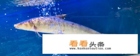 花胶的正确泡发 *** 