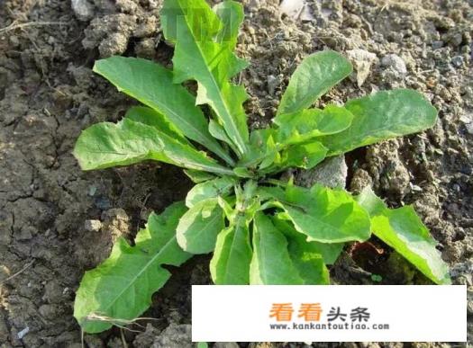 紫苏和蒲公英能一起泡水喝吗