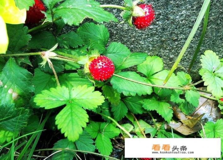 蛇莓附近有什么蛇 蛇莓附近有什么蛇