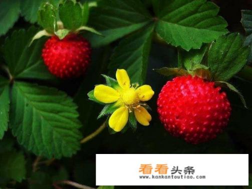 蛇莓附近有什么蛇 蛇莓附近有什么蛇