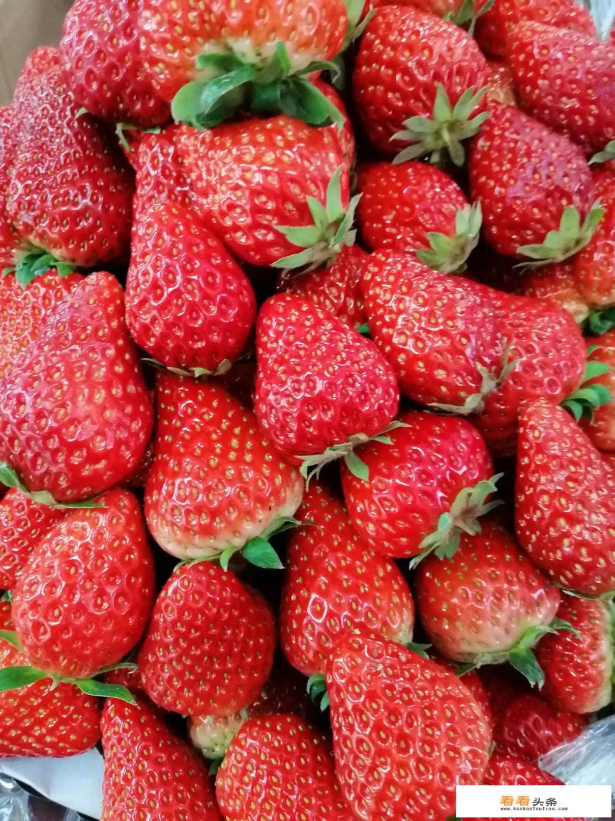 红颜草莓和奶油草莓是一个品种吗