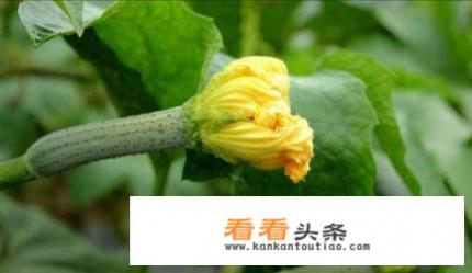 丝瓜雄花和雌花的区别图片,雄花需要摘掉不要吗