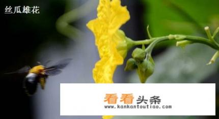 丝瓜雄花和雌花的区别图片,雄花需要摘掉不要吗