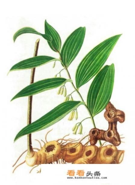 黄精有什么功效和作用