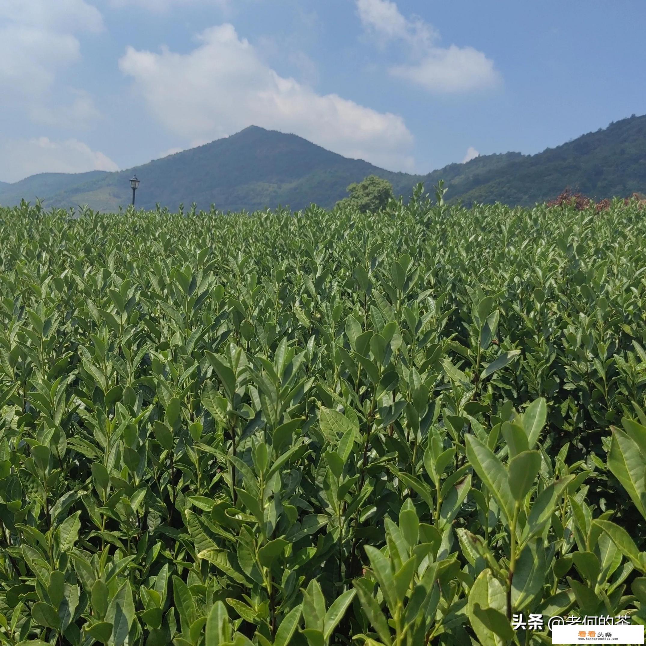 常喝普洱生茶有什么好处