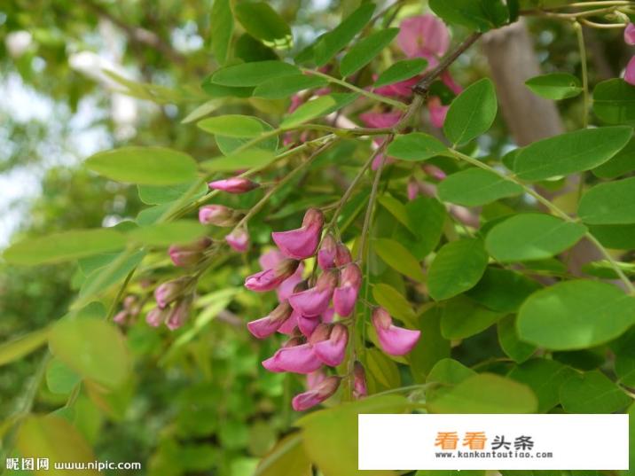 紫色的槐花可否食用，禁忌有哪些