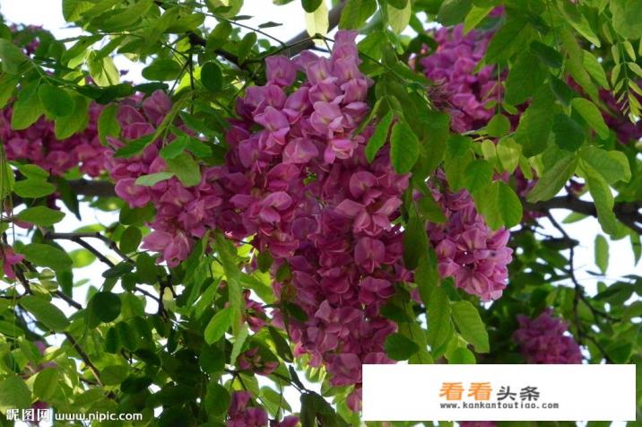 紫色的槐花可否食用，禁忌有哪些